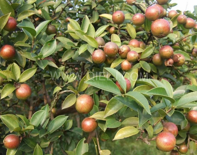 茶籽油壓榨設(shè)備認(rèn)準(zhǔn)企鵝機(jī)械，性能穩(wěn)定操作便利(圖1)